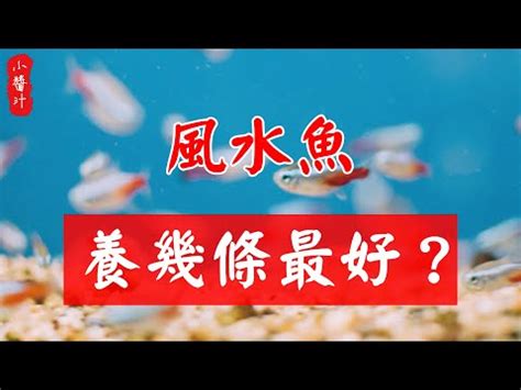 黑摩利數目|黑金魚風水：招財必看